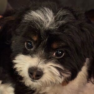 Meet your Posher, Meghan